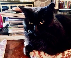 Dusty the cat re-homes herself: Send us your pet stories