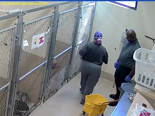 Kona was administered two oral syringes of what appears to be Sileo, a substance given to dogs for 'noise aversion' (like fireworks) | Clayton County Animal Advocates