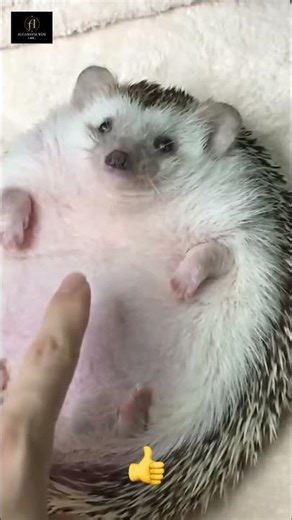 Good Boy Receives Praise: Adorable & Heartwarming! #shorts