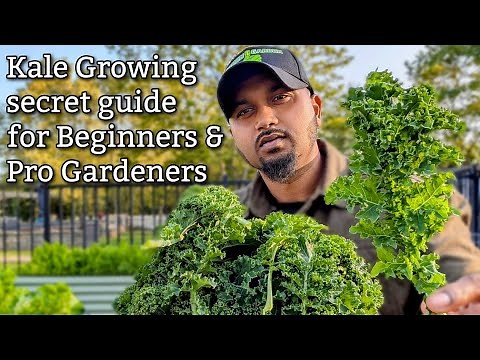 Kale - Growing & Harvest Tips 🥬 #kale #garden #gardening