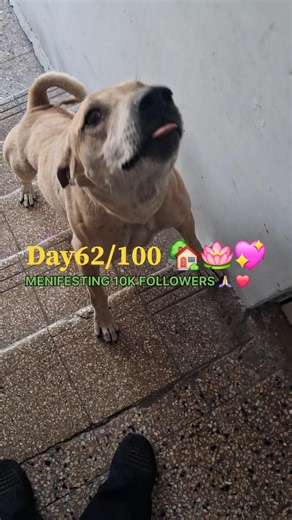 Day 63/100 Menifesting 10,000 subscribers 🙏🏻🙏🏻