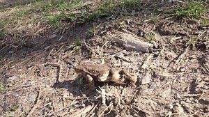 The frog migrates from the forest and meadows to the pond for reproduction