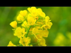 Solfeggio Frequency 528Hz [Healing BGM] Selected frequencies for optimal balance of body and mind