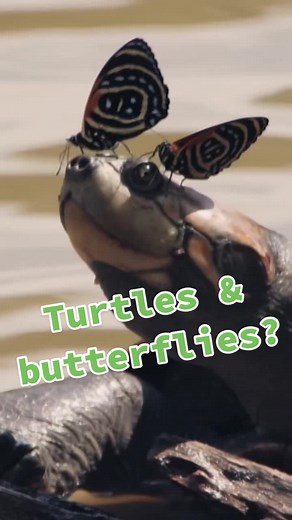 The Unusual Connection Between Turtles and Butterflies