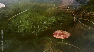 Swarm of tadpoles swimming in a small pond between aquatic plants and algae