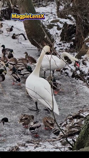 Swan Łabędź Duck Kaczka 4K #swans #swan #лебедь #magpielensx #birds#duck