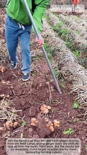 Massive Ginger Harvest – Digging Up Giant Ginger Roots