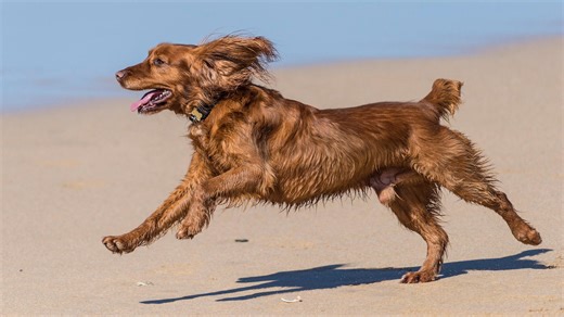 Best dog supplements for weight gain | Horse & Hound