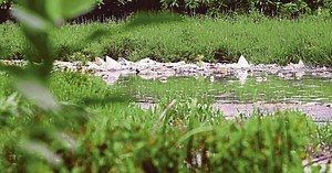 Sungai Batang Benar pollution caused by Dimethyl Disulfide | New Straits Times