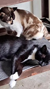 Tommy (6 years) and Cali (6 years) are looking for a loving indoor...