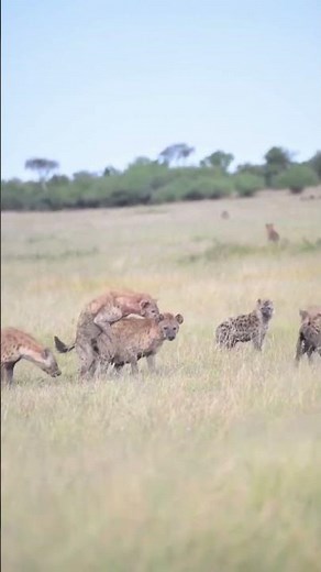 Hyena mating is one of the most fascinating and unique reproductive processes in the animal kingdom