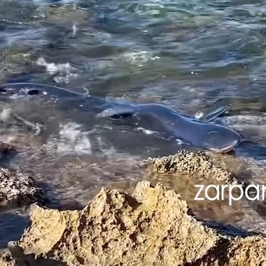 Δεν πίστευαν στα μάτια τους, όσοι βρέθηκαν την Κυριακή στην παραλία του Σταυρού στα Χανιά καθώς εμφανίστηκε στην ακτή ένα καρχαριοειδές. Όπως φαίνεται στο βίντεο του zarpanews.gr, το θαλάσσιο ζώο βρέθηκε να παλεύει με τα κύματα κοντά στα βράχια. Περαστικοί από το σημείο το εντόπισαν και ειδοποίησαν τις αρμόδιες αρχές προκειμένου να γίνουν τα προβλεπόμενα. Κατά καιρούς, διάφορα είδη καρχαριών κάνουν την εμφάνισή τους κοντά στις ακτές σε παραλίες της Ελλάδας. Οι επιστήμονες εμφανίζονται καθησυχαστ