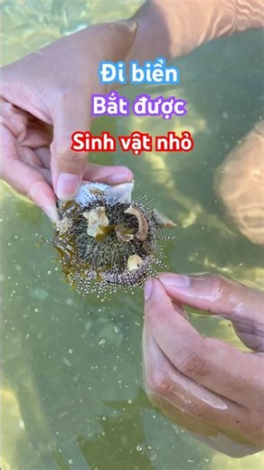 Đi biển Hòn Sơn bắt được quá trời sinh vật biển, nay bắt được con nhím biển nhỏ nữa #tranfish #fish