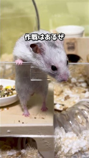 賢すぎるハムスター🐹 #ハムスター #癒し #日常 #hamster #shorts #cute #ペットがしゃべれたら #賢い
