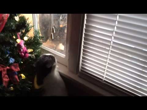 Our Cat versus Owl Moment