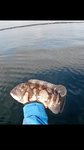 799K views · 6.2K reactions | A frigid day of blackfishing here in Rhode Island, most likely my last trip of the season #fishing #ice #kayakfishing | Fish RI | Facebook