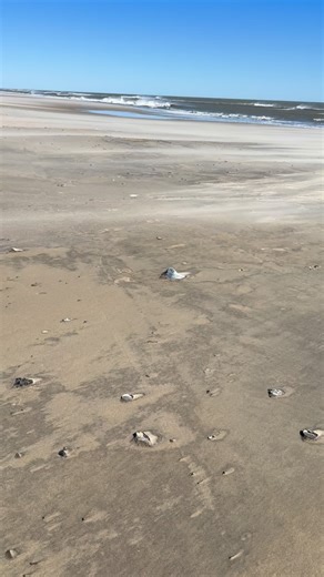 1K views | Whelk shell hunting - Assateague Island Va OSV 3/7/24 . #shell #shellsofinstagram #seashells #seashellsofinstagram #beachvibes #beachcombing #beachcombingfinds #shellcollection #shellcollector #cool #whelk #yeahsciencebeach #calming #relax #relaxing #shells #beach #shelling #esva | Acid Whelk | Facebook