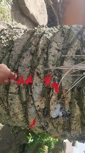 Mastering Slingshot Darts for Outdoor Fun