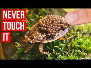 If You See This Bug in Water, Swim Away ASAP