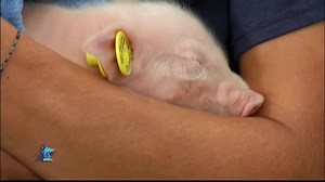 5 on the Farm: FFA Piglets