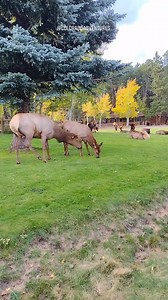 55K views · 943 reactions | It's a beautiful evening for elk watching! #bullelk #elk #reelsvideoシ #colorado #foryoupageシ #fyp #foryouシ #natgeowildlifephotography #wildlifeonearth #wildlifeaddicts #wildlifeplanet #naturelovers | Colorado Adventures | Facebook