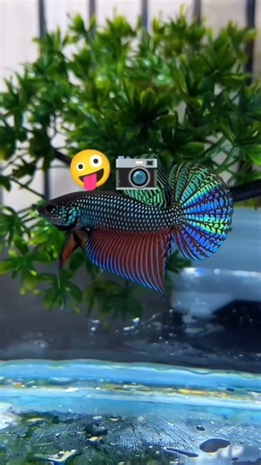 WILD BETTA ALIEN GREEN#bettafish #ikancupang