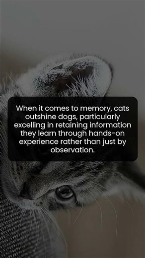 Cats excel at memory retention with real-life experiences over mere observation