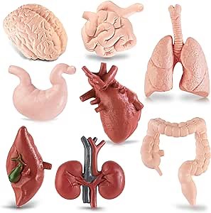 Mini Human Body Model for Kids, 8PCS Body Parts Sets Anatomy Toys, 3D Anatomy and Physiology Study Tools for Students Class Learning
