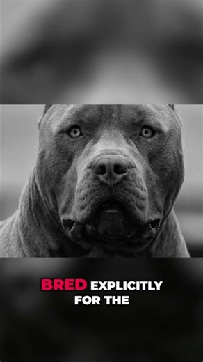 Cordoba Fighting Dog: Brutal History of a Fierce Breed