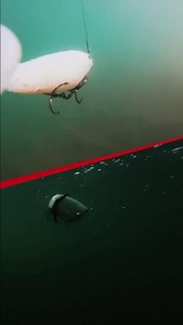 Glide or swim? 🐟🔥 The Berkley Nessie brings effortless glides, while the PowerBait CullShad powers through with big swim action. Which one’s your pick? 🎣👇 #Fishing #Berkley #GlideBait #Swimbait #BerkleyBaits #BerkleyFishing #CatchMoreFish #BerkleyEurope | Berkley Fishing