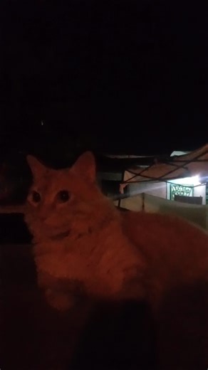 Videos de JJBB (@indio2298) con “sonido original - JJBB”