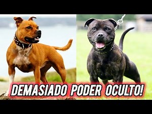Staffordshire Bull Terrier un Leon Dormido 🔥