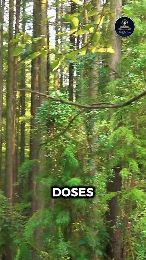 The Tree That Produces Milk 🌳 || #naturefacts #earthfacts #amazingfacts