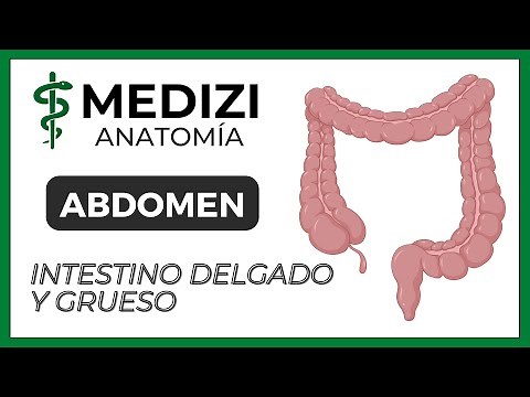 Anatomy of the Abdomen - Small and Large Intestine