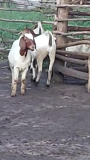 savanah and boer cross weaners #goat #milk #animals #farm | William Stingley