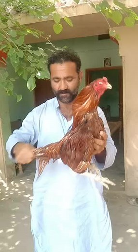 Caring for Roosters: A Guide to Handling Chickens