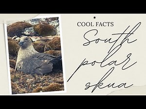 south polar skua facts 🦆 MacCormick's skua facts 🦆 🥶