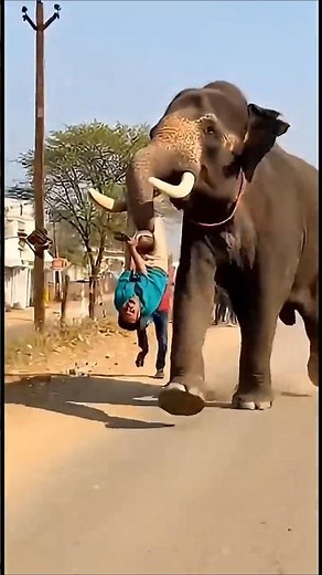 Man Hangs From Running Elephant Trunk 😱 | Real Life Chaos Caught in Single Shot