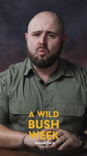 Sometimes nature leaves us completely speechless, from the weird to the wonderful, this week had it all. Catch A Wild Bush Week this Wednesday at 19:30 CAT, for the wildest countdown in Africa. #wildearth #safari #awildbushweek | Wildearth