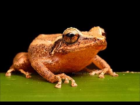 the sound of the coqui