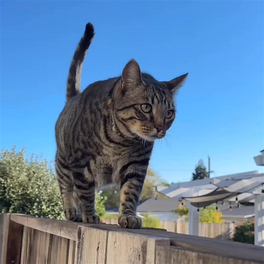 From smart to genius — the all-new Fi Mini is changing pet parenting forever. | Fi