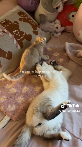 Essential Tips for First Time Cat Owners