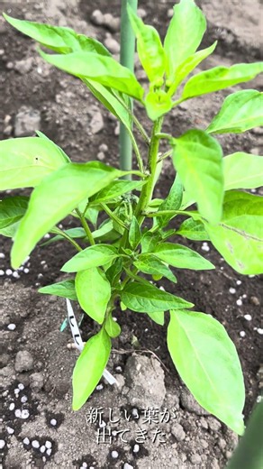【家庭菜園】ししとう1日目 #gardening #再生栽培 #garden #ししとう