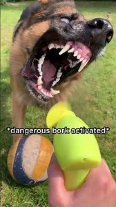 Shenanigans With My German Shepherd Dog