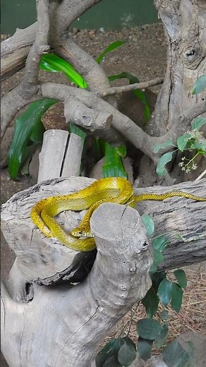 The Golden Enigma: A Journey into Rat Snake Life