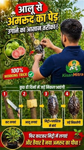 👉 Grow Guava Tree Using Potato 😲 | 100% Working Air Layering Trick 🌱 #shorts