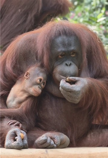 Baby orangutan learning to eat walnuts Credit:Ming_GZ This channel documents animals within open-space environments, acknowledging the complex reality of the modern era: that the habitats beyond the frame are often fragmented, disappearing, or under threat. #orangutan #animals #animalshorts #wildlifeonearth #naturelovers