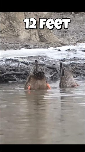 This "Black" Duck is a HEAVY SECRET #wildlifefacts #bird #animalfacts #wildlife #duck #nature #facts