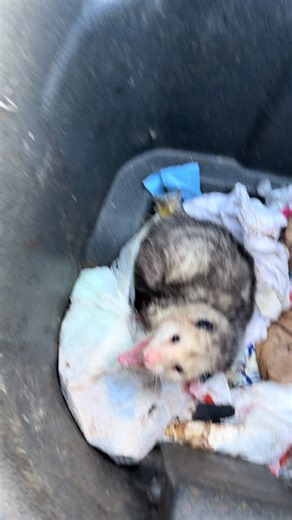Possum Rescue: A Friendly Encounter with Trash Pandas