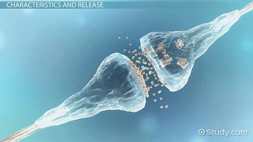 Catecholamines: Definition & Function